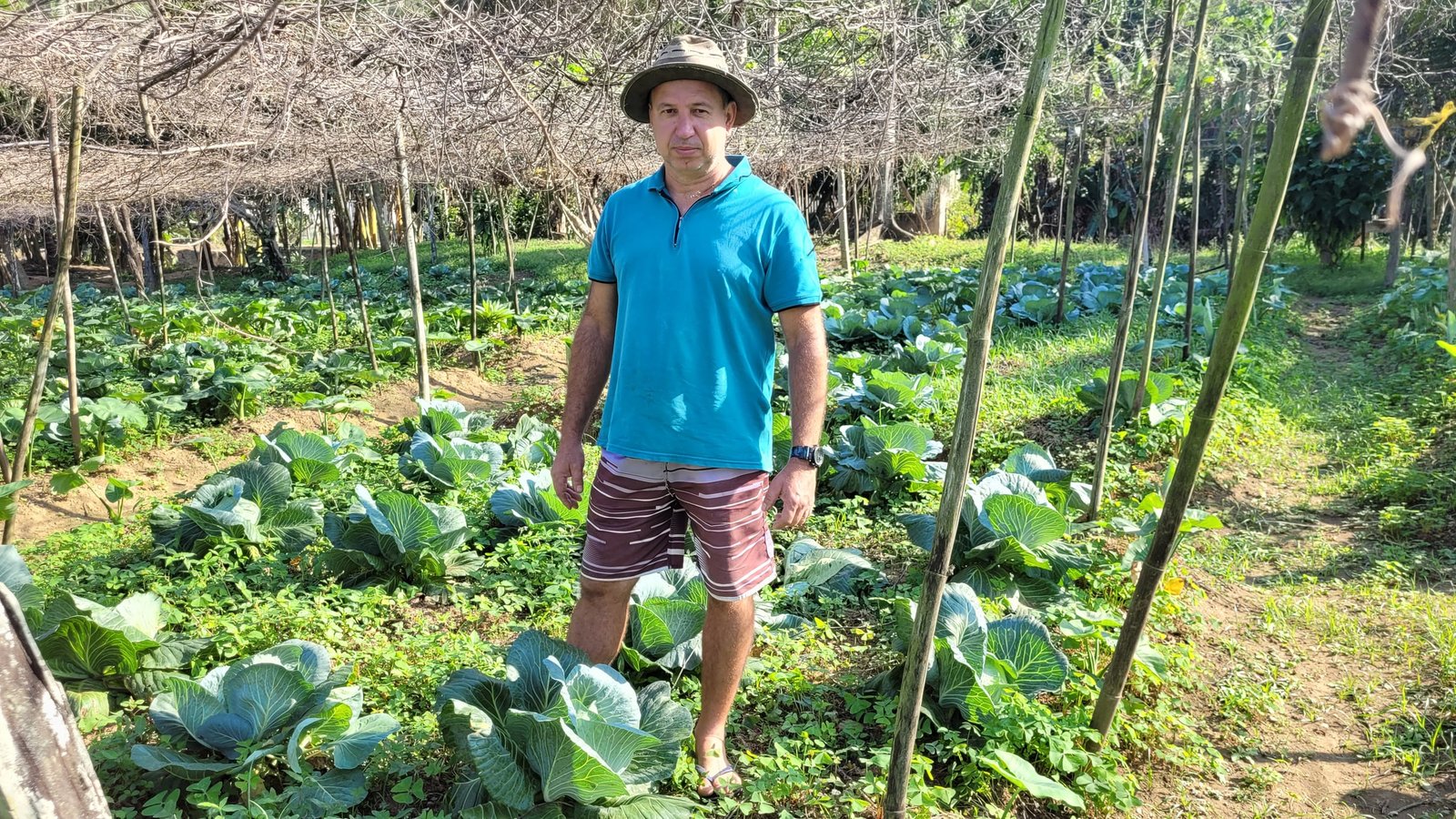 Produtor rural entre cultivos no Mendanha