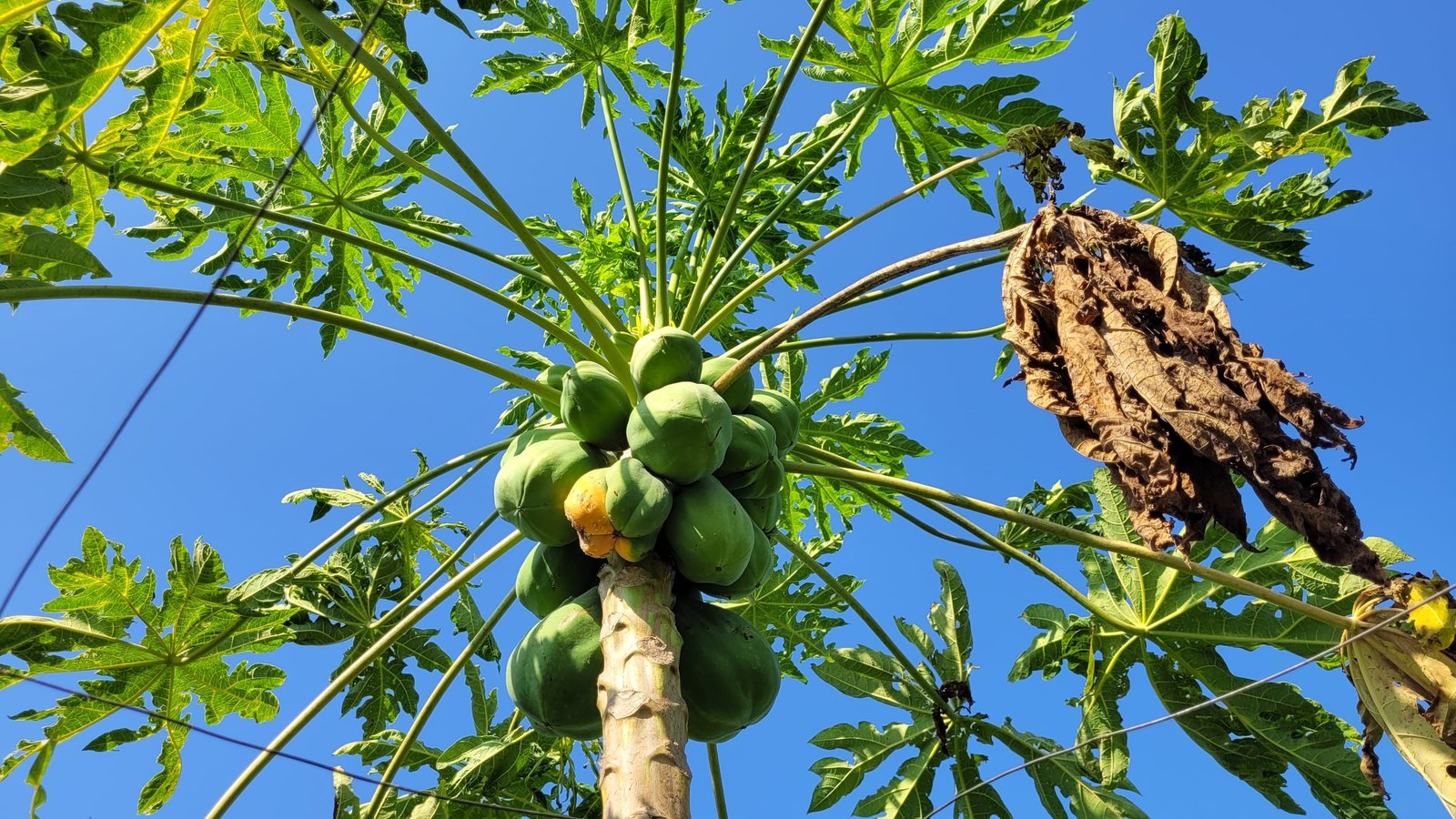 Cultivo de mamão sob o céu azul no território rural do Mendanha