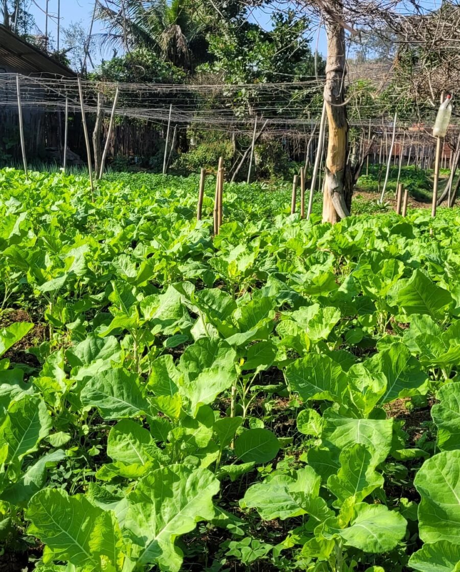 Roças de agricultores do Mendanha