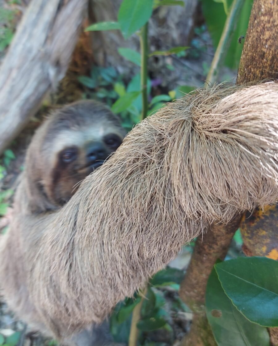 RPPN Bicho Preguiça